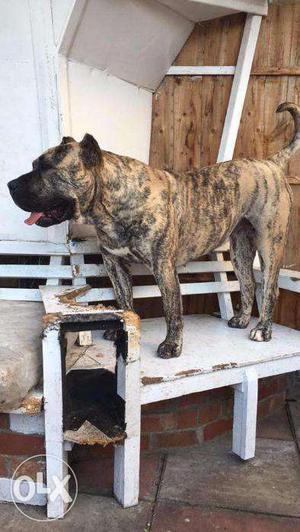 Protective, Powerful, Trained Presa Canario breed puppies