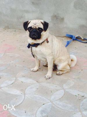 Pug 18month female