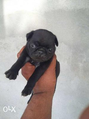 Pug female top quality black for sale
