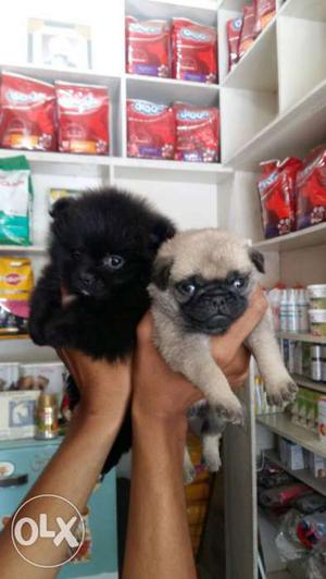 Pug male sale extraordinary pup available toy pom