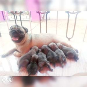 Pug puppies for sale 25 days..