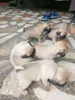 Pugs puppies for sale