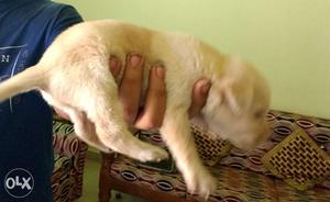 Pure Breed Labrador Female 20days Old... Please