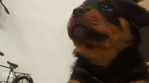 Pure Breed Rottweiler Pups show quality