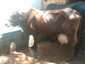 Pure Sahiwal cow in Garhi Harsaru with female