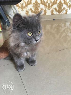 Pure persian.. 3 months old, male.