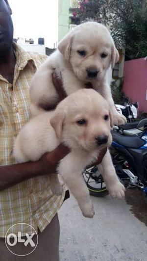 Quality Labrador very healthy puppy's available