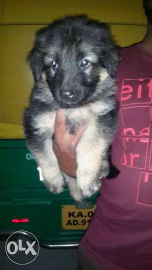 Quality german shepherd puppy's available in