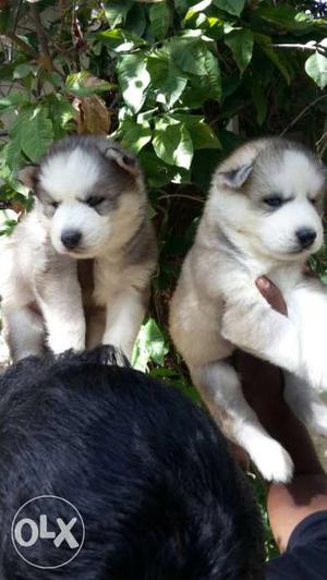 Quality husky very good healthy puppy's available