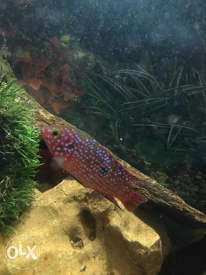 Red And Brown Pet Fish In Fishtank