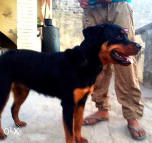 Rottweiler 7 month old female available