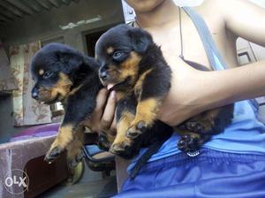 Rottweiler BM 4 male LIKEs 3 female puppies in Rajasthan B