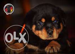 Rottweiler female pups for sell
