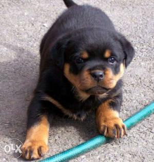 Rottweilr Champion line Heavy quality 40 Day's