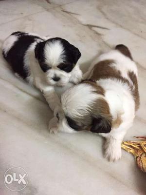 Shih tzu puppies for sale 1 month old 1:male 2: