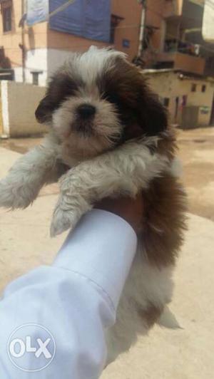 Shih tzu puppy for sell;+ best price white n