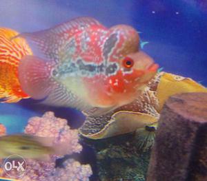 Short body flower horn fish best colour