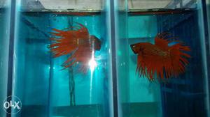 Show quality crown tail betta for sale...