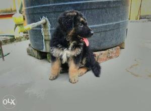 Show quality long coat Gsd male & female puppies