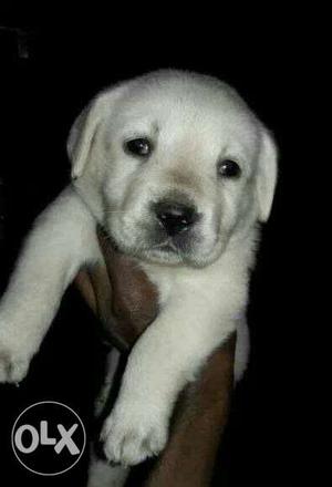 Show quality white and fawn.Labrador puppies