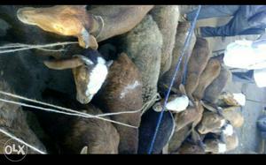 Sira bread sheep's for sale, each prise rs,