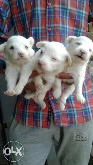 Snow white mini size male and female spitz puppies