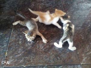 Three Tabby Kittens