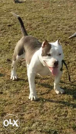 Top American bully full poket size 5 month male