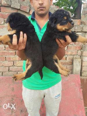 Top quality Rottweiler female for sale