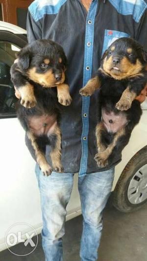 Two Beige And Black Long Coat Puppies