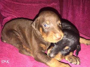Two Red And Rust, Black And Tan Doberman Pinscher Puppies