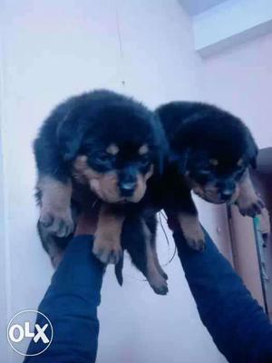 Two Tan German Shepherd Puppies