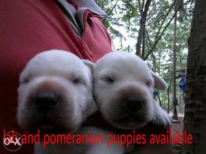 Two White Pomeranian Puppies