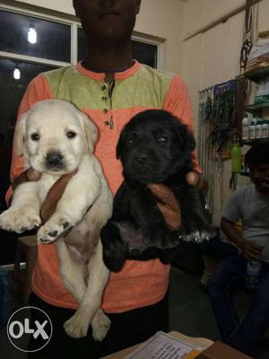 Two Yellow And Black Labrador Retriever Puppies