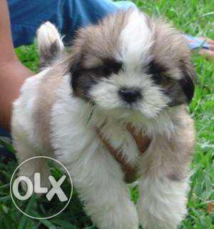 Very cute Lhasa apso Healthy pup for sell at Dwarka Pet shop