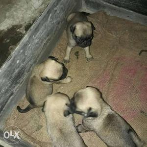 Want sale pug puppies male female both avelable