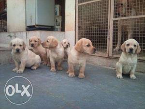 We have show quality Labrador male and female for sale