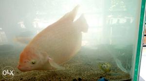 White And Orange Scaled Aquarium Fish