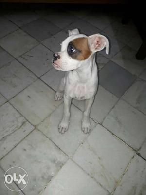 White And Tan Boxer Puppy