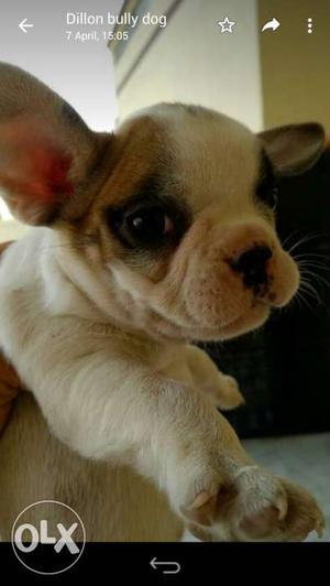 White And fawon French Bulldog Puppy fathar imoprt thailand