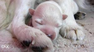 White Smooth Coated Newborn Puppy