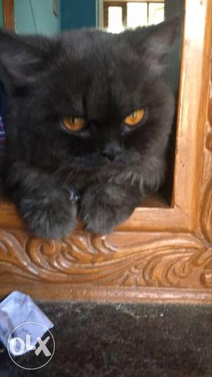 1.5 year old male Persian Cat pure breed for