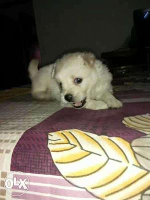 1 month old male dog for sale