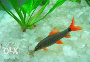 1 pair of red tail shark