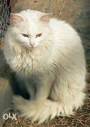 100% Original Persian Cat Breeding Pair