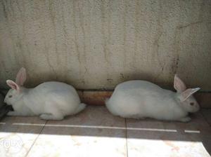 2 cute white rabbit-price is including a foldable cage