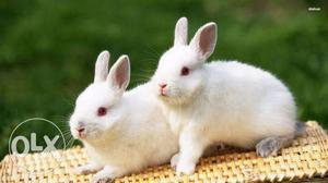 2 cute white rabbits