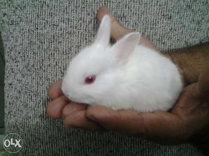 2 weeks old white rabbit with red eyes