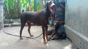 2 year old doberman and puppy for sale for