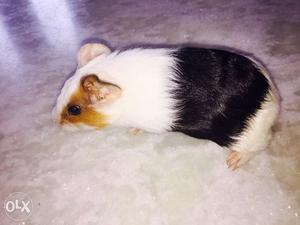 28days old guinea pig for sell in kundalahalli gate